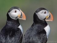 Puffins!